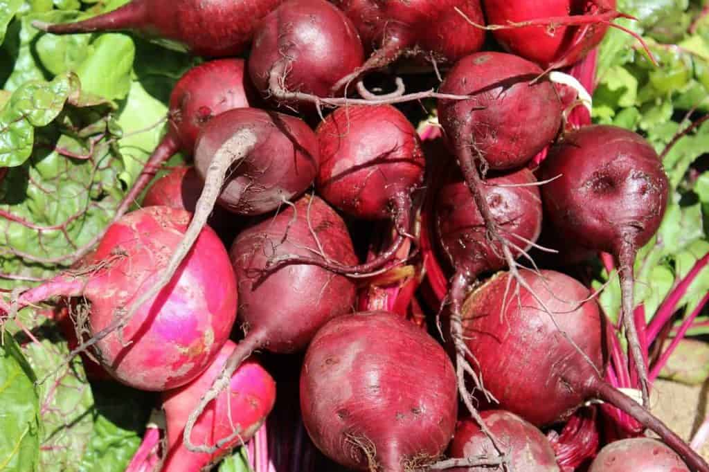 Can Beets Grow in Containers? Bountiful Gardener