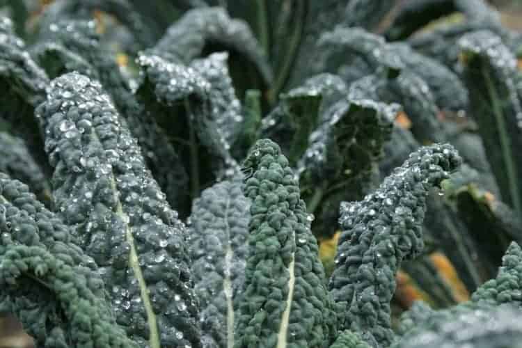 How to Harvest Kale So It Keeps Growing Bountiful Gardener