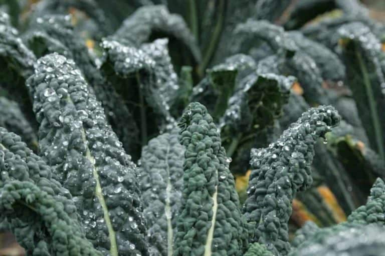 How to Harvest Kale So It Keeps Growing Bountiful Gardener