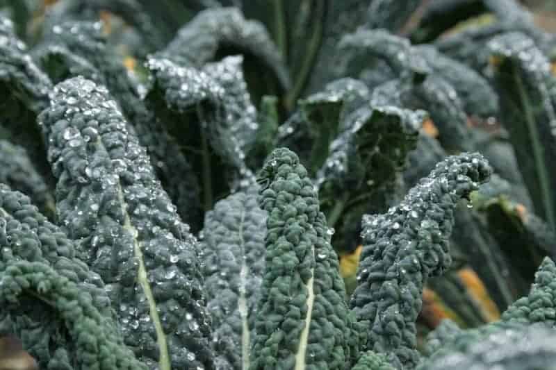How to Harvest Kale So It Keeps Growing Bountiful Gardener