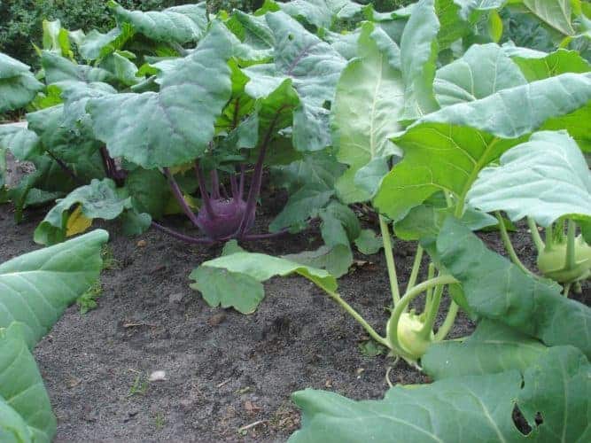 How to Grow Kohlrabi from Seed Bountiful Gardener