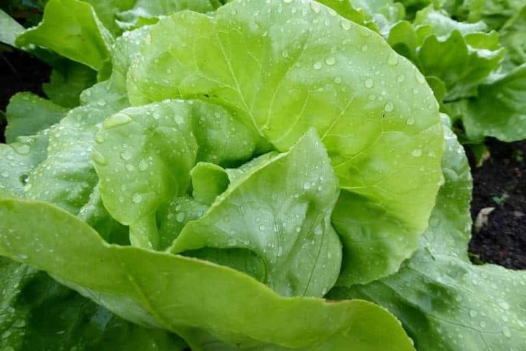 Can You Grow Lettuce in a Pot? Growing Guide The Bountiful Gardener