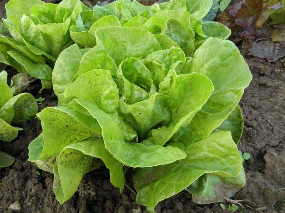 Can You Grow Lettuce in a Pot? Growing Guide Bountiful Gardener
