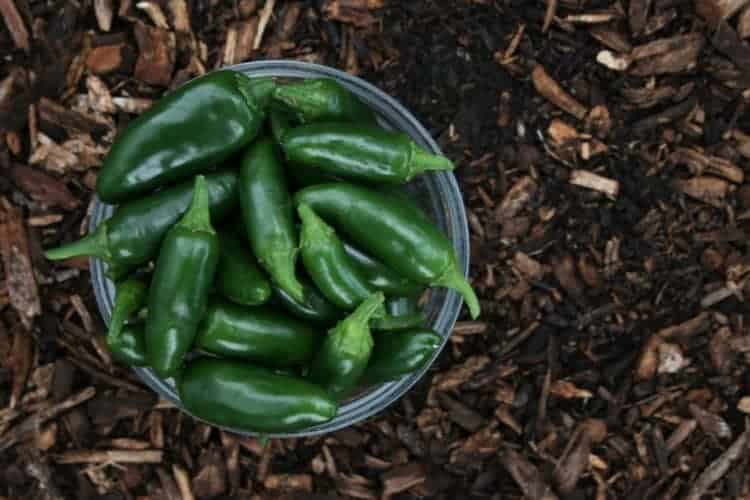 Can I Grow Jalapeno Peppers in a Pot? Bountiful Gardener