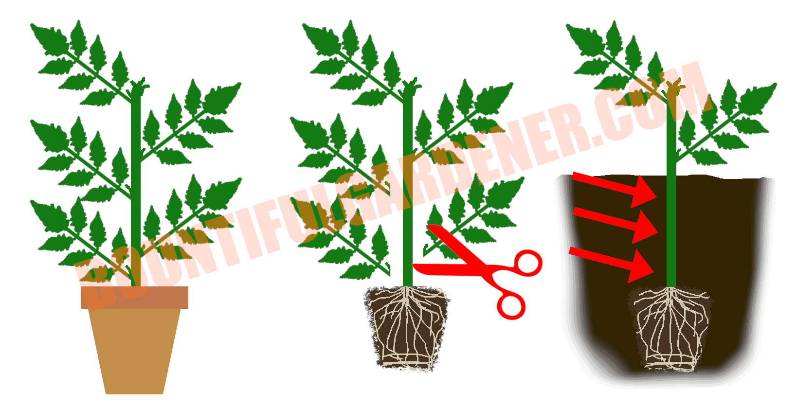 Can You Plant Tomatoes Too Deep? Bountiful Gardener