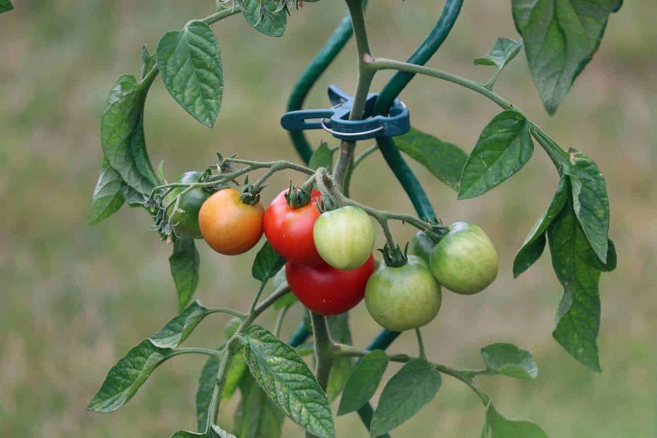 Can You Plant Tomatoes Too Deep? Bountiful Gardener