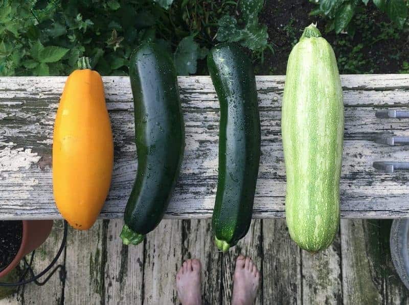 Can You Grow Zucchini in a Pot? Bountiful Gardener