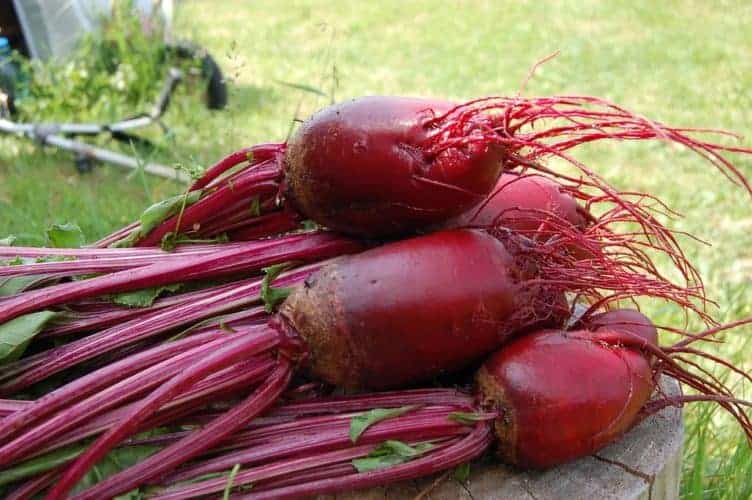 Why Won’t My Beets Grow Big? Possible Causes and Solutions Bountiful