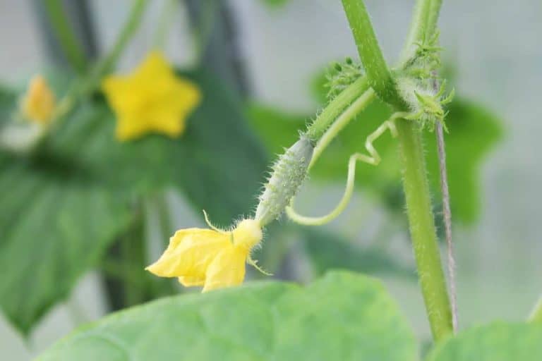 Can I Grow Cucumbers Indoors? Bountiful Gardener