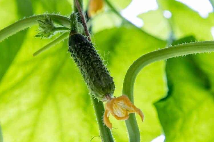 Can I Grow Cucumbers Indoors? Bountiful Gardener