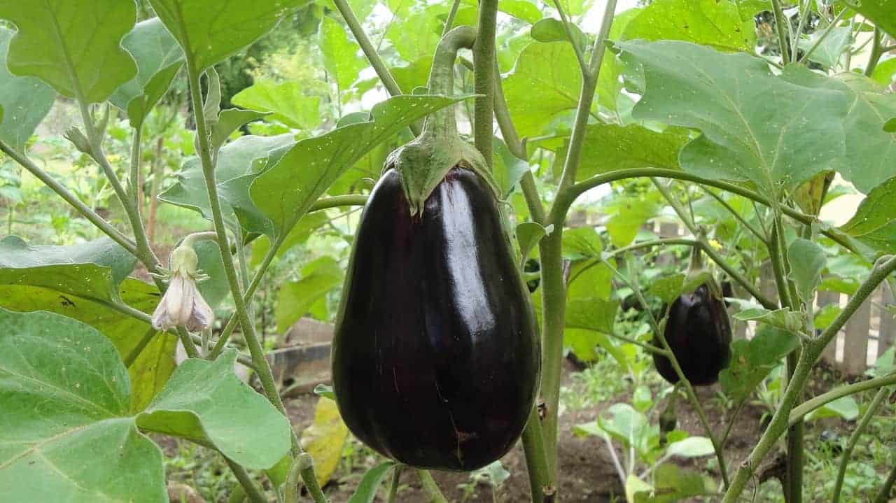 When Is an Eggplant Ripe?