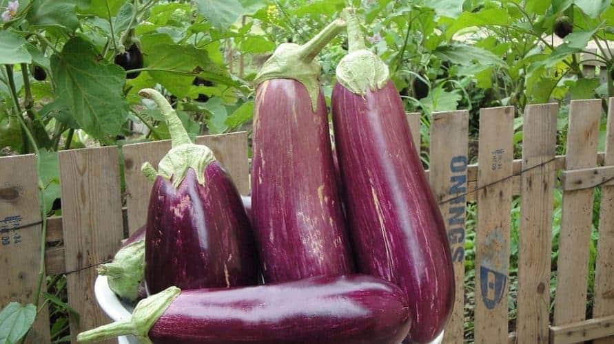 When Is an Eggplant Ripe? Bountiful Gardener