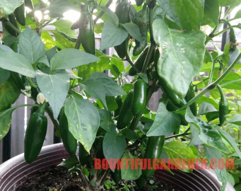Using Jobe’s Tomato Spikes for Peppers for Big Yields (Guide
