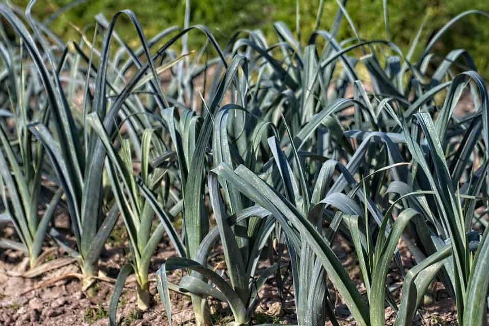 How to Grow Leeks in Pots The Bountiful Gardener