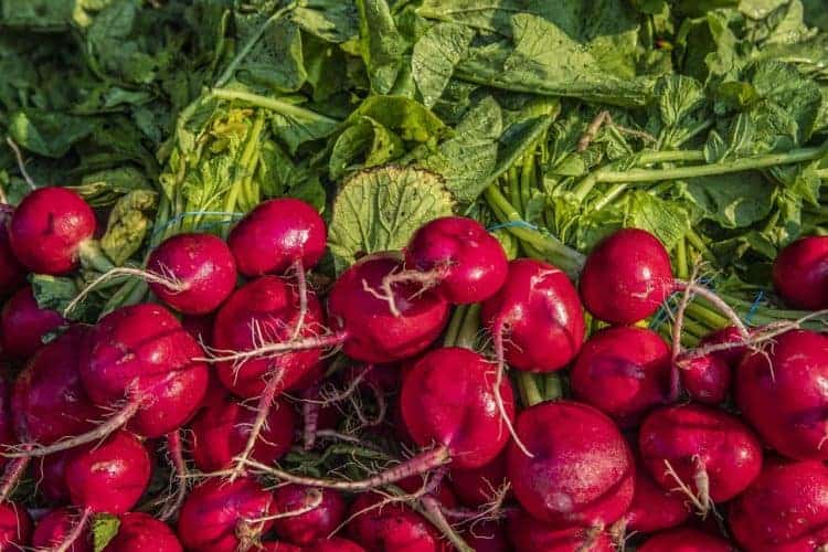 Why Won’t My Beets Grow Big? Possible Causes and Solutions Bountiful