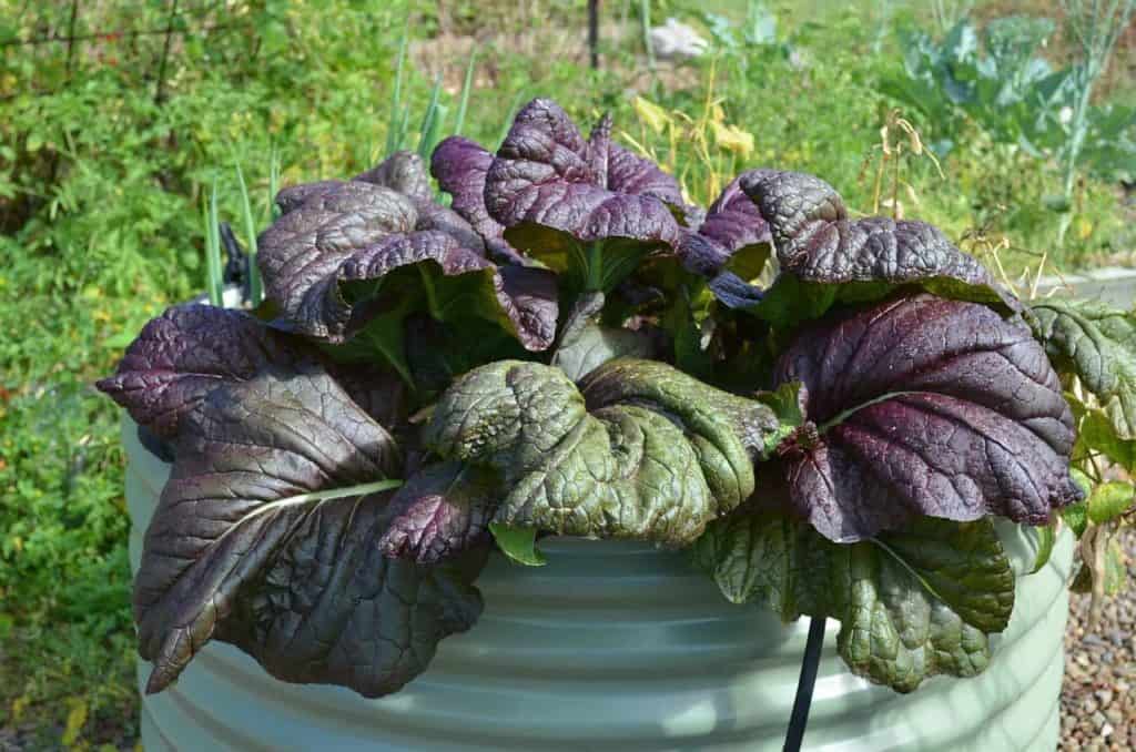 How to Grow Mustard Greens Bountiful Gardener
