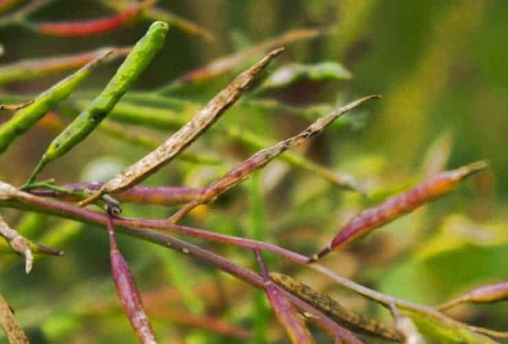 5 Tips on How to Grow Mustard Seeds in Pots Bountiful Gardener