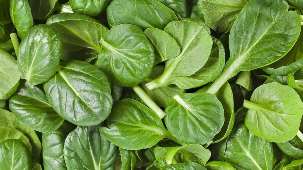 How to Grow Spinach Indoors Bountiful Gardener