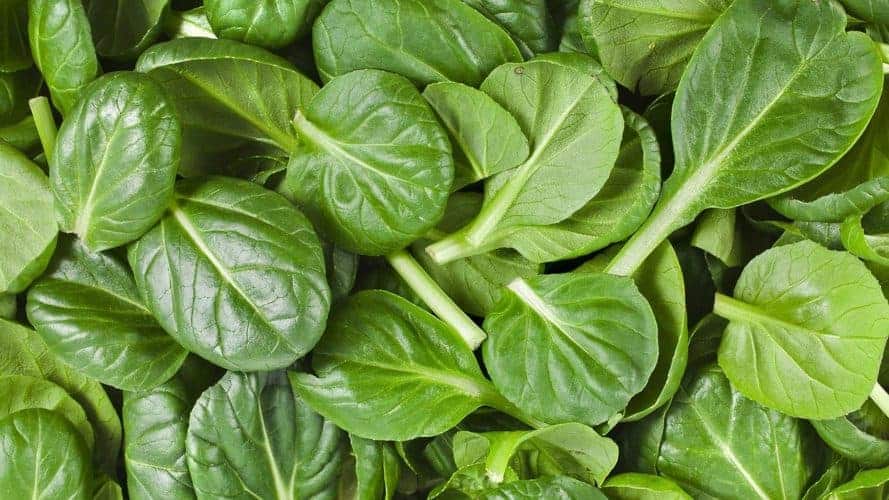 How to Grow Spinach Indoors Bountiful Gardener