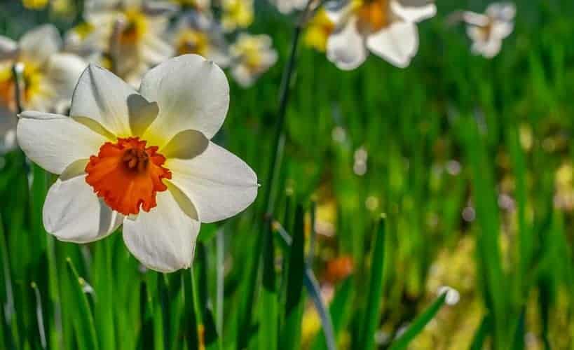 How Deep Should You Plant Daffodil Bulbs? Bountiful Gardener