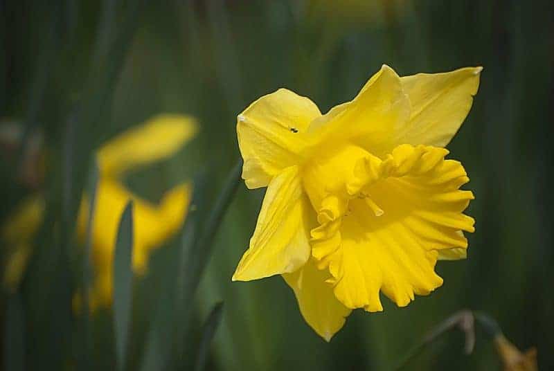 how deep to plant bulbs daffodil