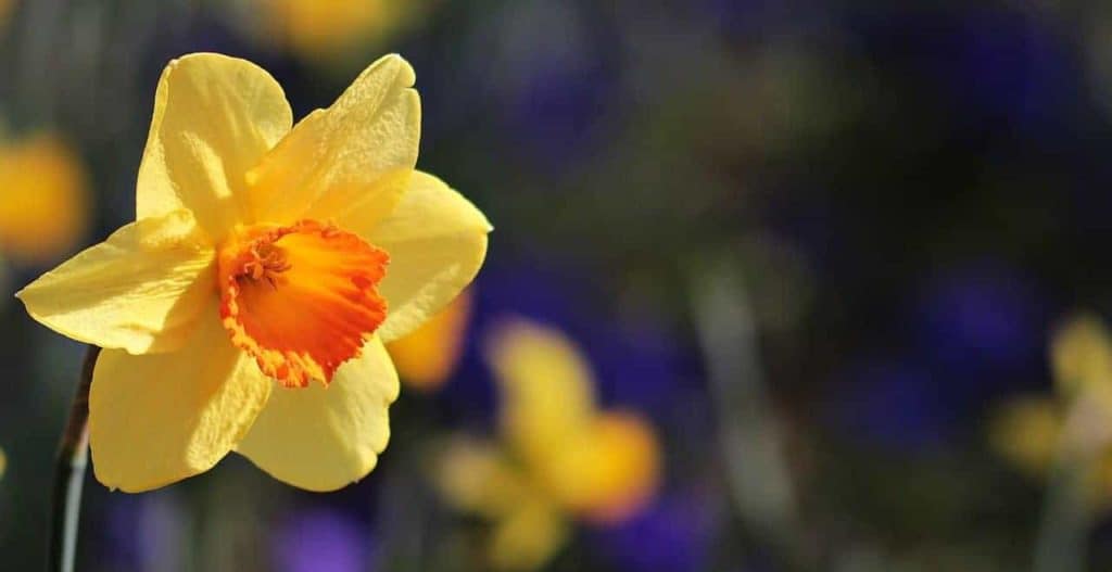 How Deep Should You Plant Daffodil Bulbs? Bountiful Gardener