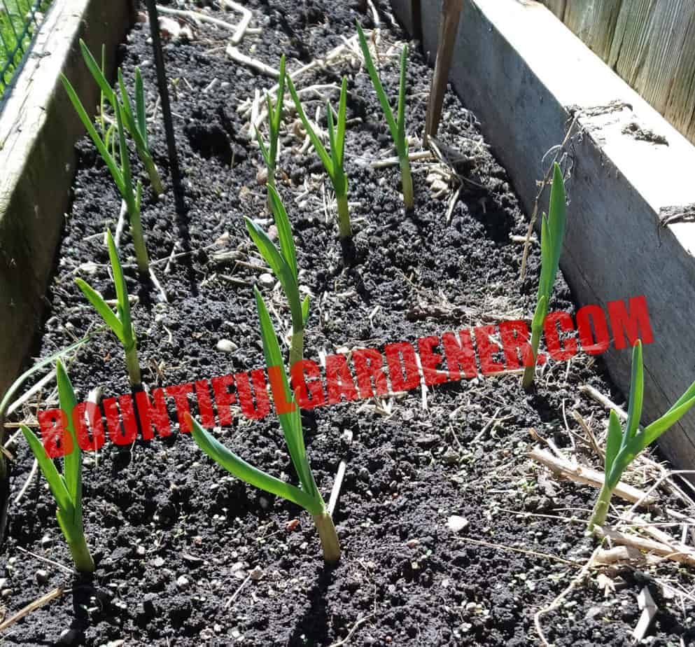 Can I Plant Garlic From The Grocery Store Bountiful Gardener