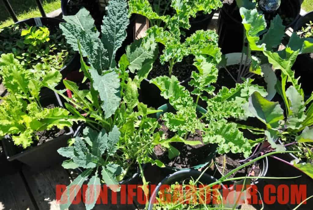 Can You Grow Kale in Pots? Bountiful Gardener