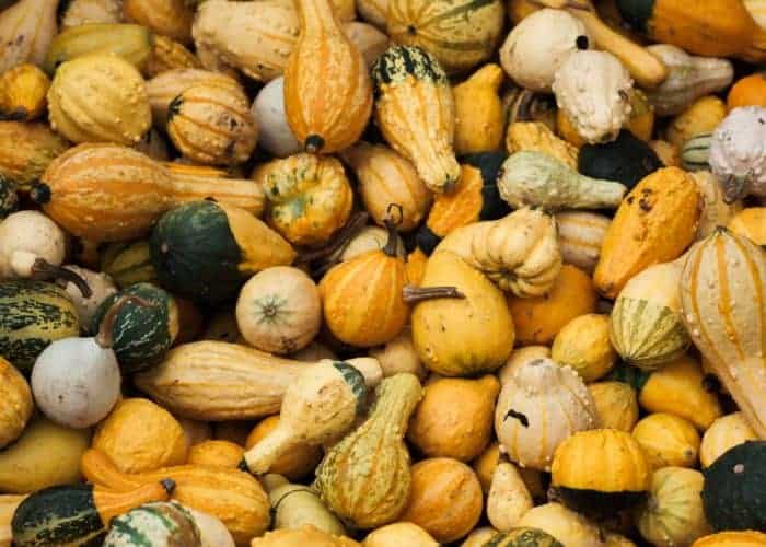 When Is the Best Time to Grow Winter Squash? Bountiful Gardener