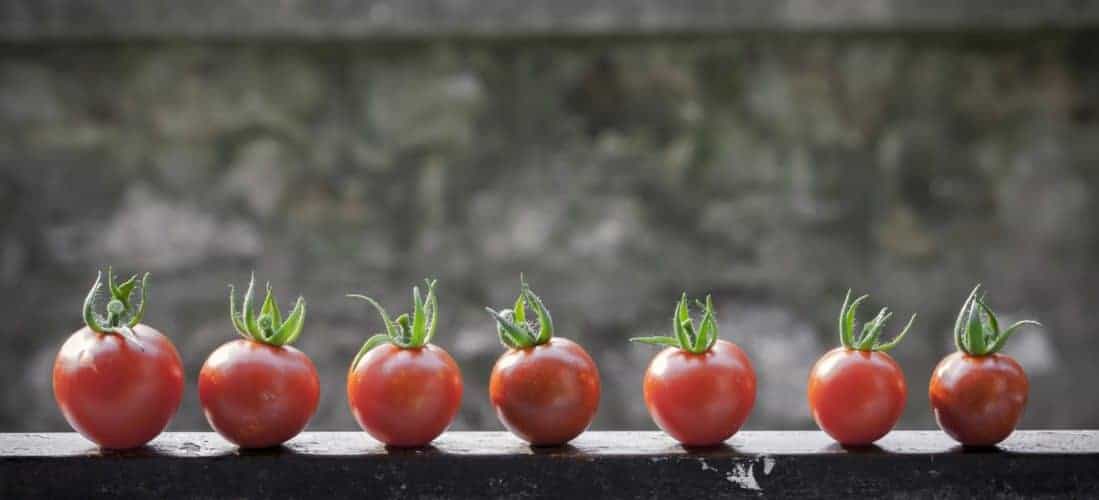 How Late Can I Plant Tomatoes? The Bountiful Gardener