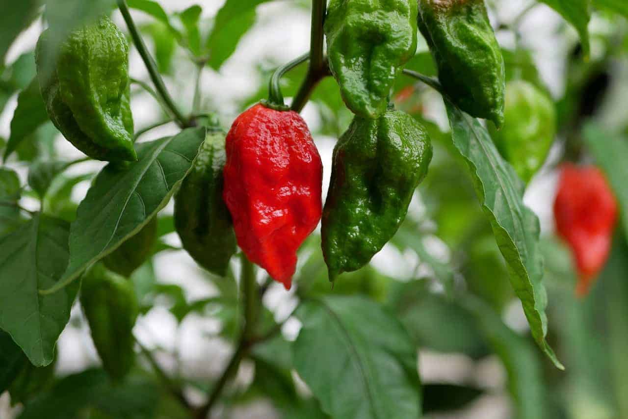 When to Harvest Your Ghost Peppers