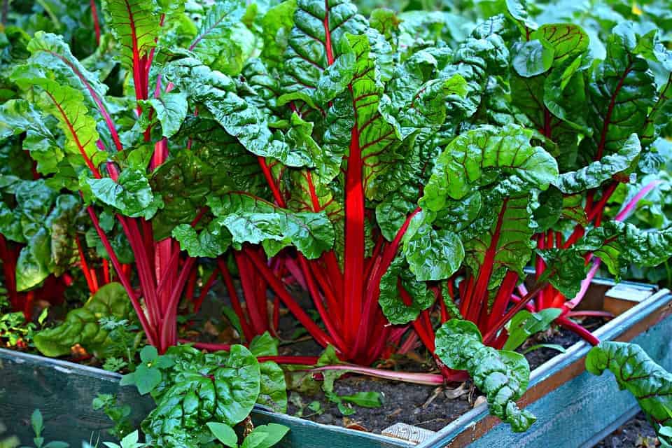 How to Grow Swiss Chard in Containers