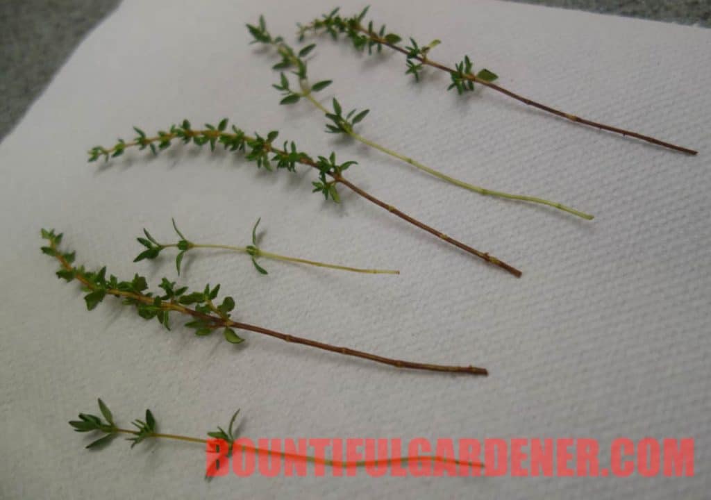 Can I Grow Thyme from Cuttings? 4 Steps to Success Bountiful Gardener