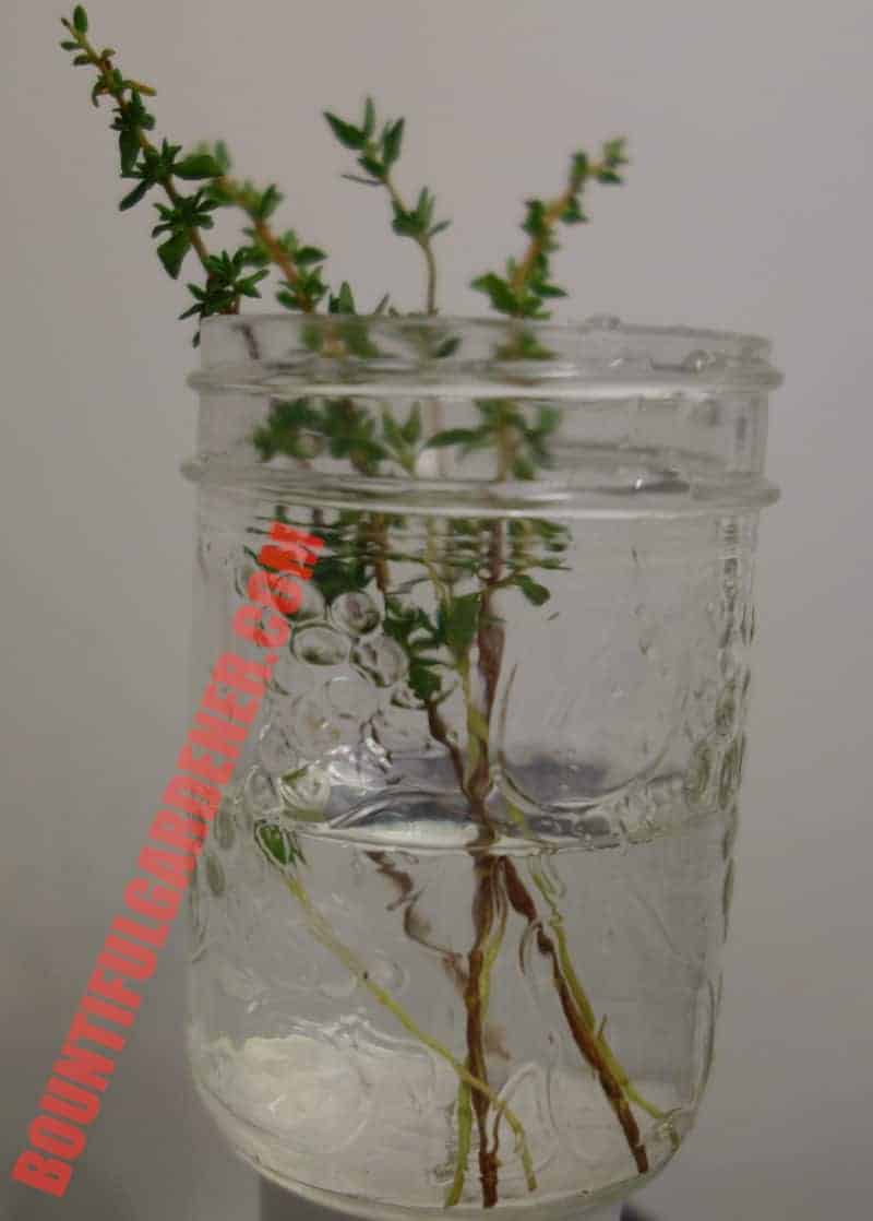 Can I Grow Thyme from Cuttings? 4 Steps to Success Bountiful Gardener