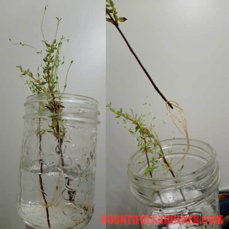Can I Grow Thyme from Cuttings? 4 Steps to Success Bountiful Gardener
