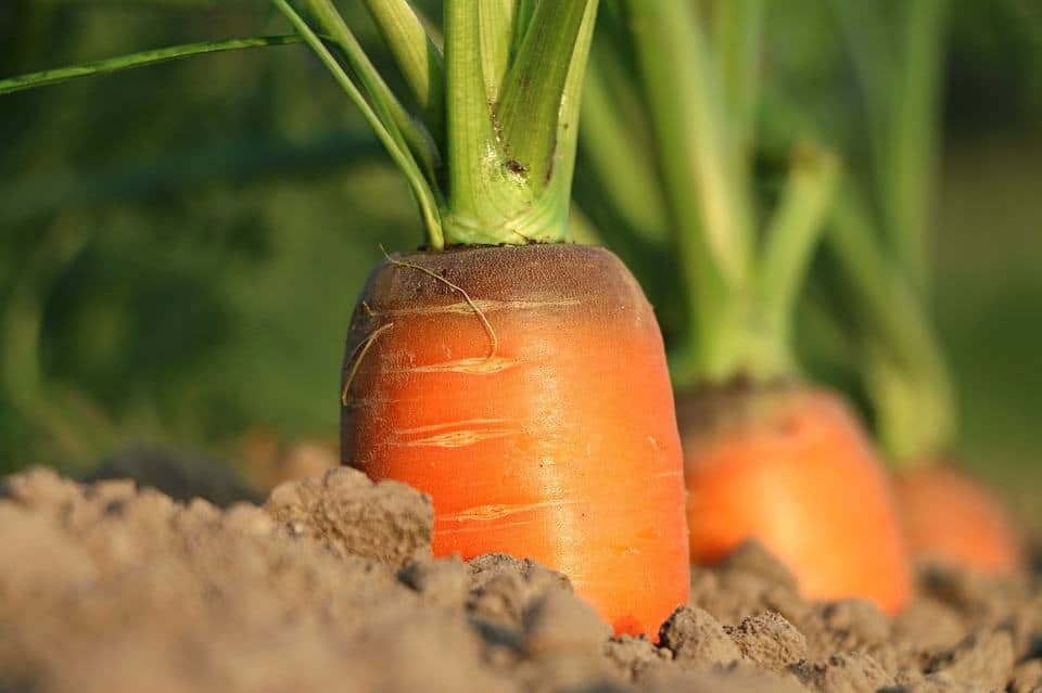 Why Arent My Carrots Growing? Possible Causes and Solutions