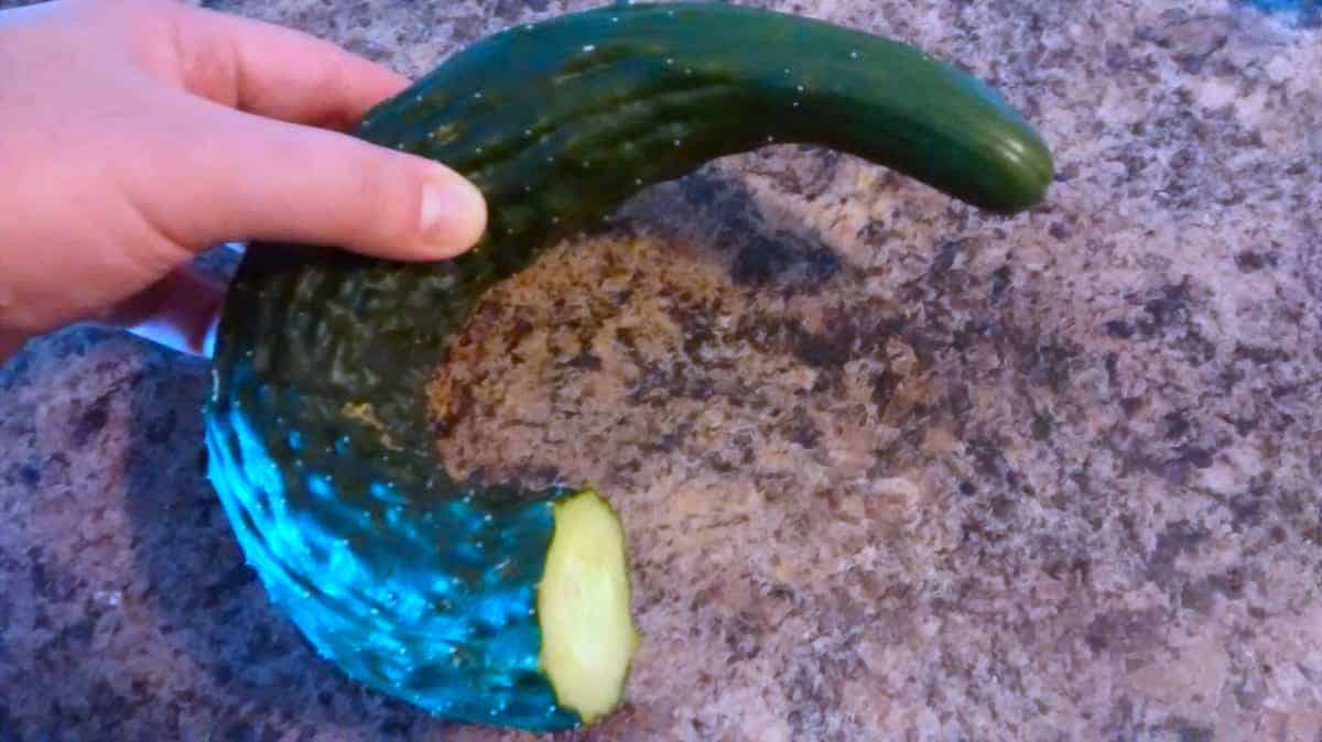 Why Are My Cucumbers Not Growing Straight? 4 Reasons Why The