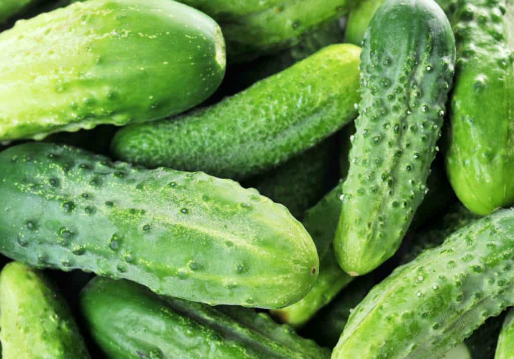 8 Best Parthenocarpic Cucumber Varieties to Grow in 2024 Bountiful