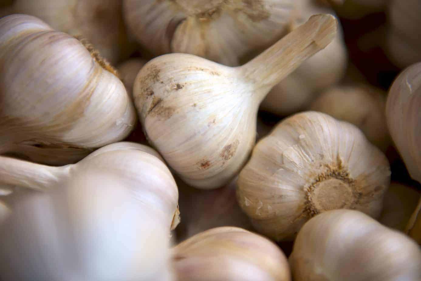 When to Harvest Hardneck Garlic The Bountiful Gardener
