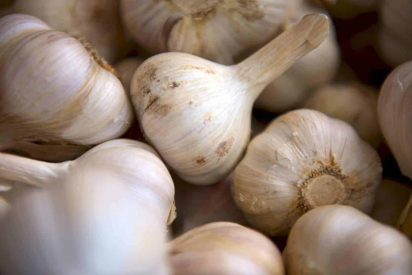 When to Harvest Hardneck Garlic