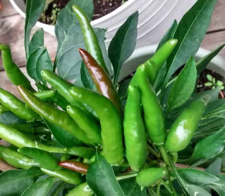 When to Harvest Thai Chili Peppers Bountiful Gardener
