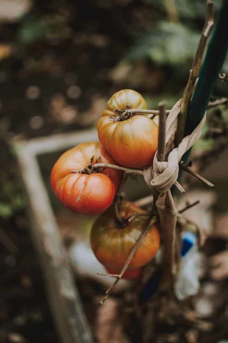 Can I Grow Tomatoes in Compost? Bountiful Gardener
