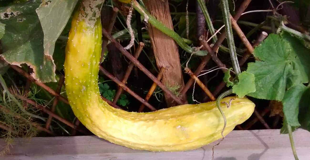 Why Are My Cucumbers Not Growing Straight? 4 Reasons Why