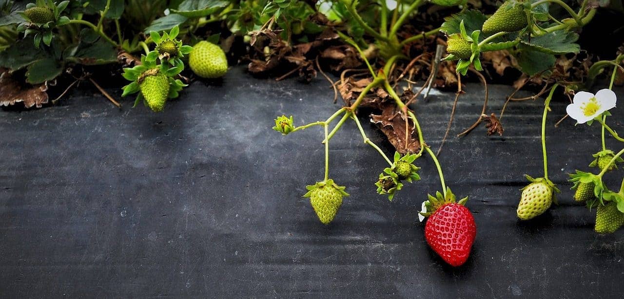 How to Grow Bare Root Strawberries The Bountiful Gardener