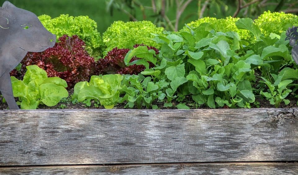 Are Raised Beds Warmer than the Ground? The Bountiful Gardener