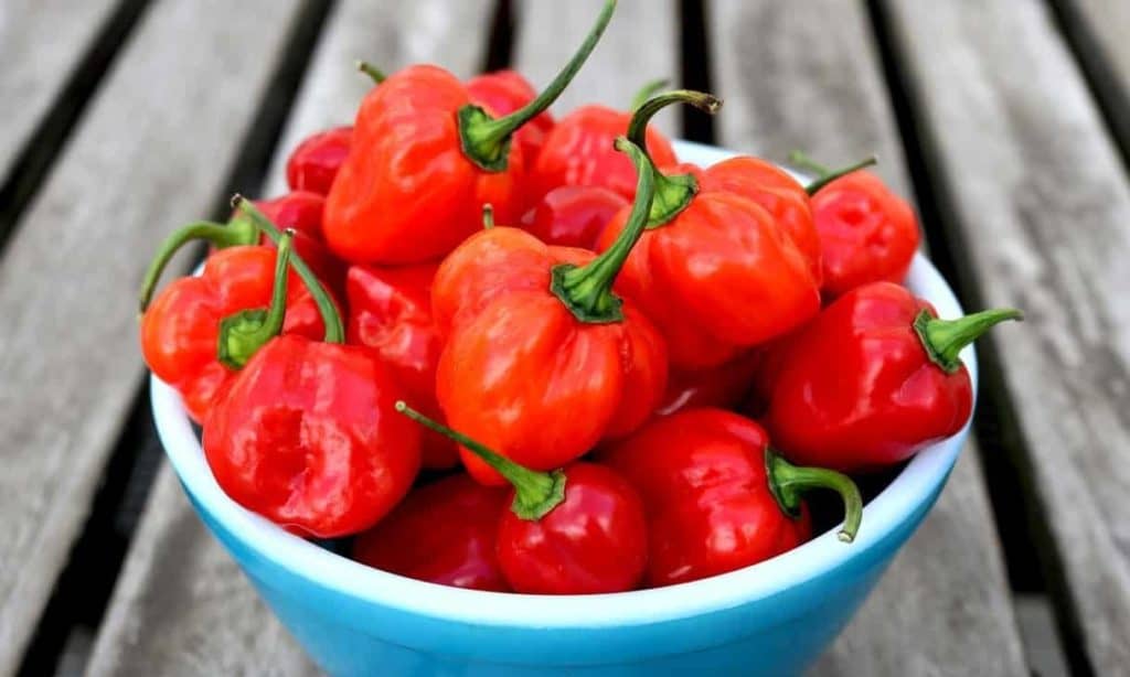 Are Habaneros and Scotch the Same? Hot Pepper Comparison Bountiful Gardener