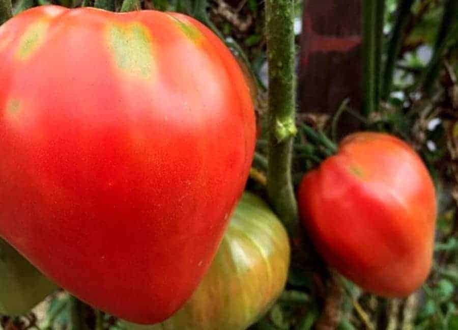 What Are Oxheart Tomatoes and Why You Should Plant Them The Bountiful
