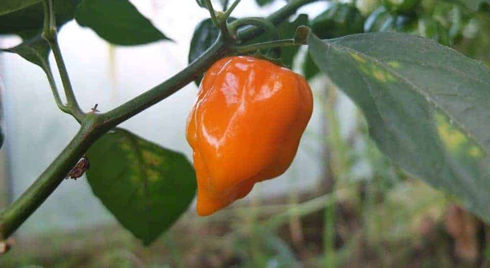 When (and How) to Harvest Your Habanero Peppers The Bountiful Gardener