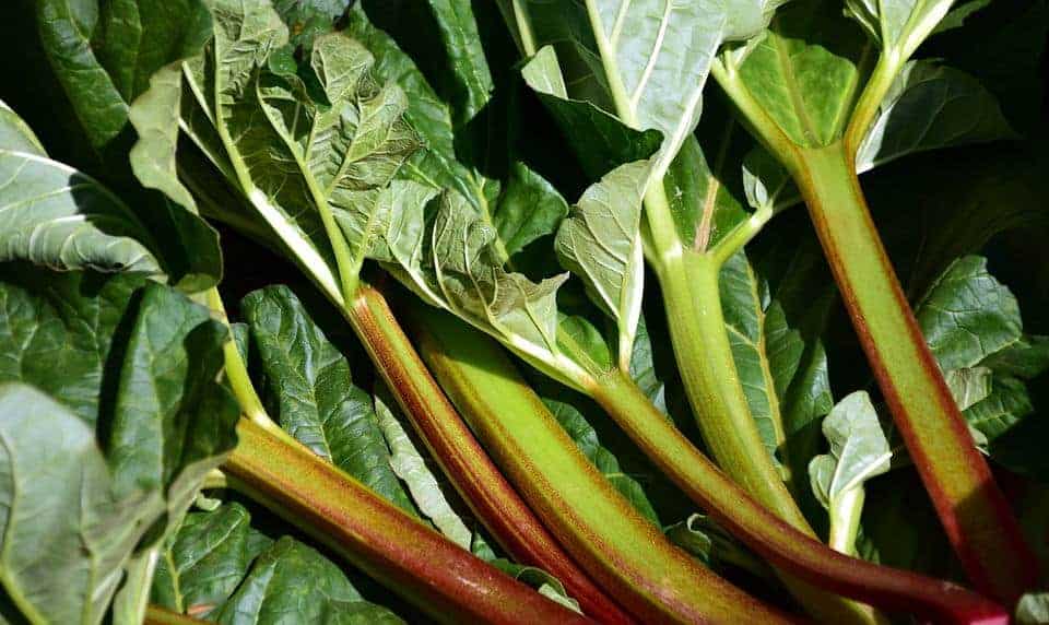 Why Is My Rhubarb Not Red? The Real Reason Why Bountiful Gardener