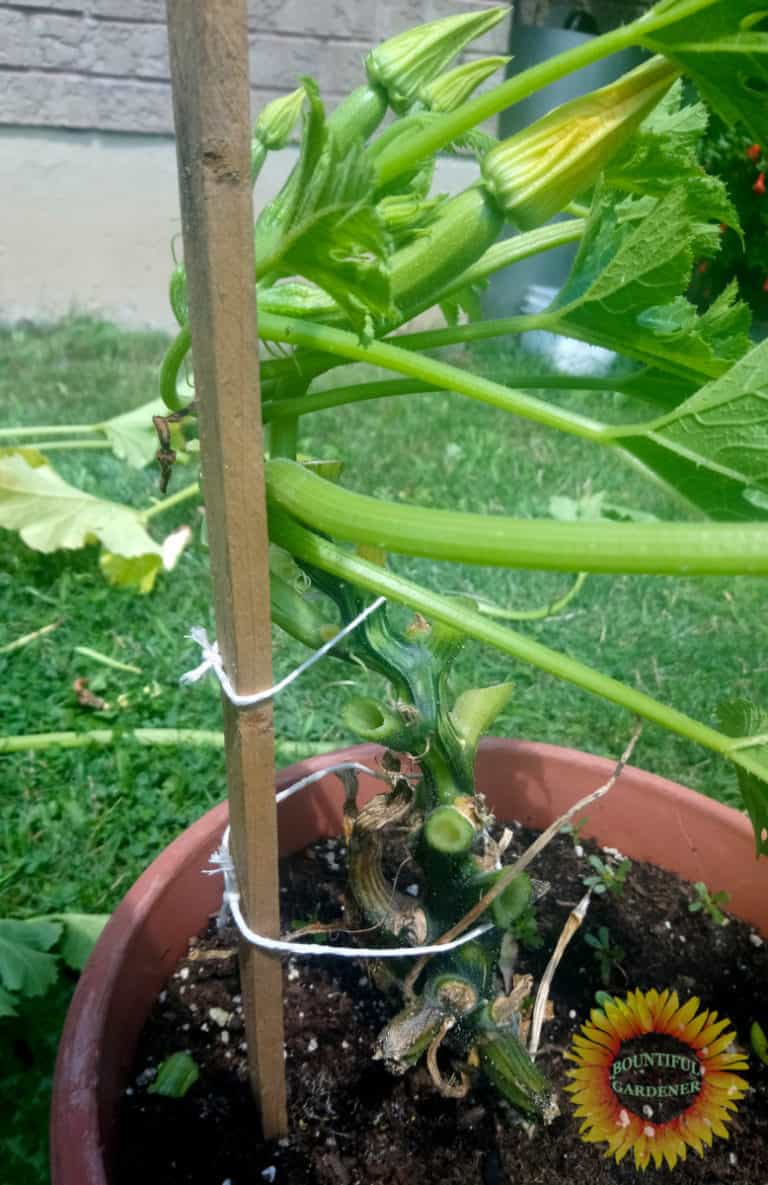 How to Stake Zucchini (Simple Method and Benefits) Bountiful Gardener